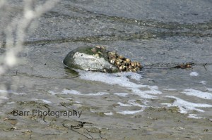 1147 slightly edited