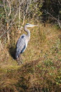 1344 slightly edited