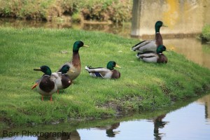 April 21, 2009 Granite Run 045