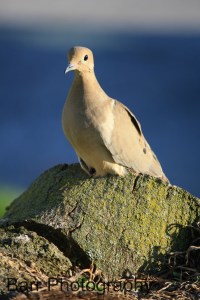 Birds, Landscapes, Dove Dairy Goat Farm 008