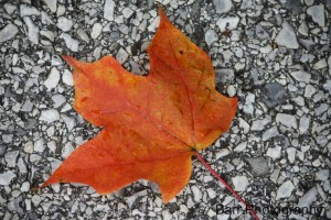 Fall Colors 10-23-09 042