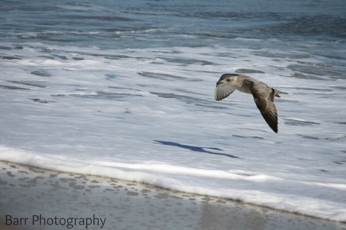 1303 slightly edited