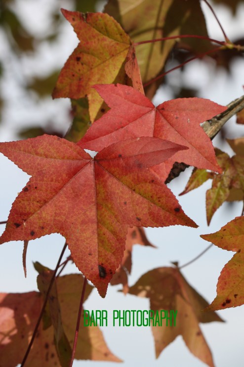 img_3387-jpg-with-logo