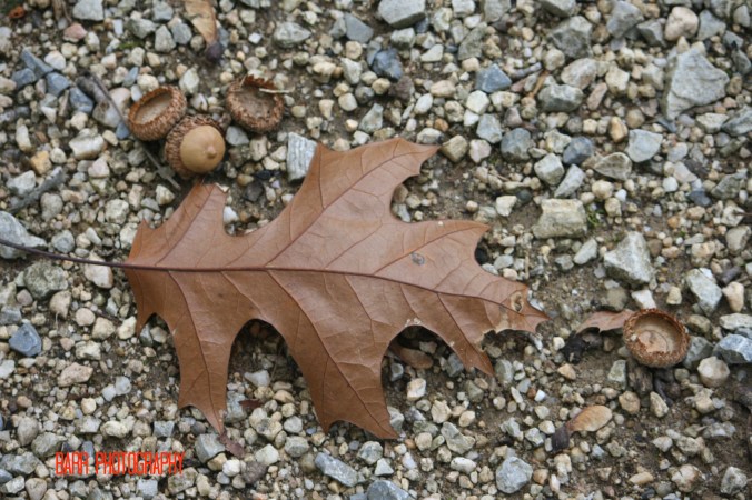 img_3484-jpg-with-logo