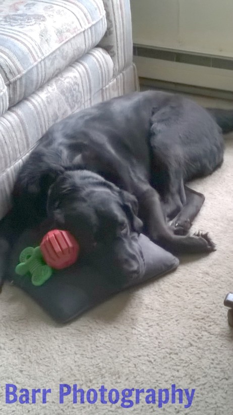 wp_20170227_14_37_09_pro-jpg-edited-with-logo