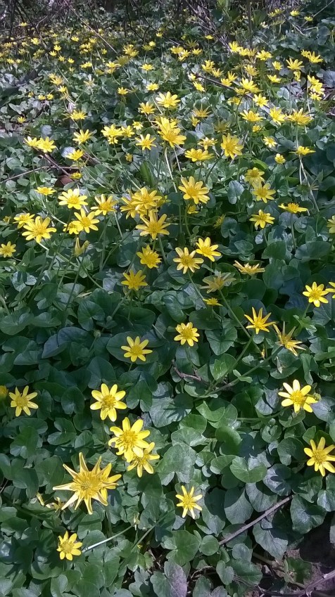 WP_20170413_14_58_04_Pro (2)