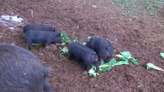 WP_20170526_13_38_00_Pro